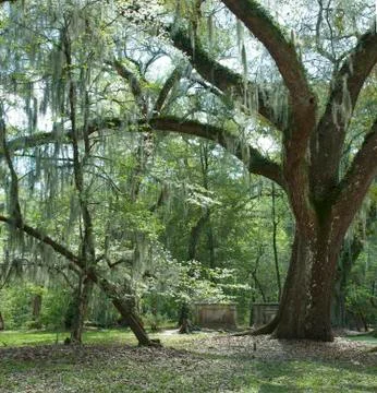 Backwoods tombs Stock Photos