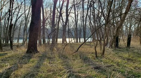 Backwoods Trees Foto stock