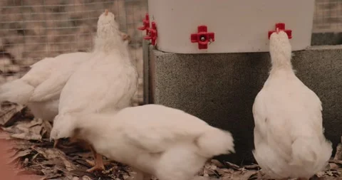 Backyard Amberlink chickens drinking water in chicken coop. Stock Footage 131054192