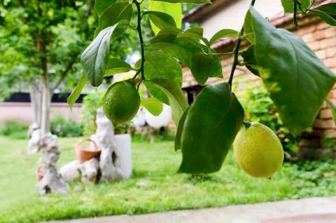 Backyard and two lemons in a pot Stock Photos