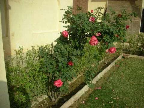 The backyard from another perspective Stock Photos