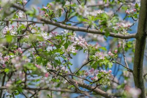 Backyard apple blossoms signaling spring renewal, scattered petals and emergi Stock Photos
