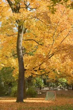 Backyard in autumn Stock Photos