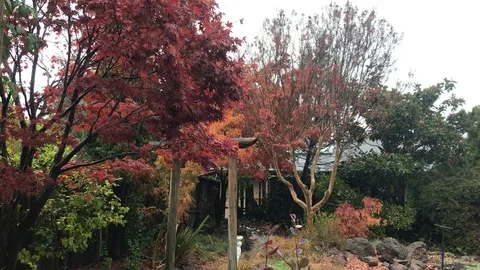 Backyard Autumn Rain Stock Footage 99017916