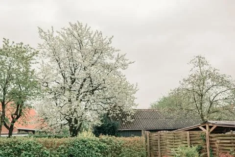 Backyard with barn and blossoming trees in springtime. Foto stock