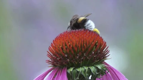 Backyard beautiful bee on a flower Stock Footage 285776861