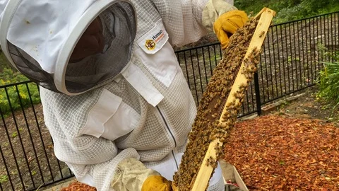 Backyard bee keeper, dressed in protective suit inspects honey frame Stock Footage 126442755