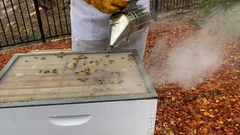 Backyard bee keeper, dressed in protective suit and gloves, with hive smoker Stock Footage 127948504