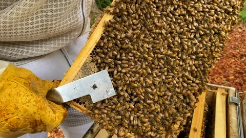 Backyard beekeeper inspects a honey frame covered with bees Stock Footage 127142471