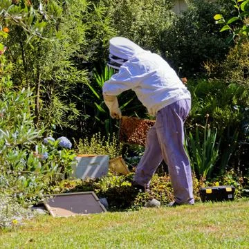 Backyard beekeeping, hive maintenance Stock Photos