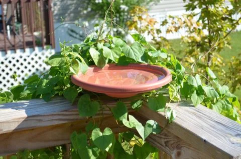 Backyard birdbath Stock Photos