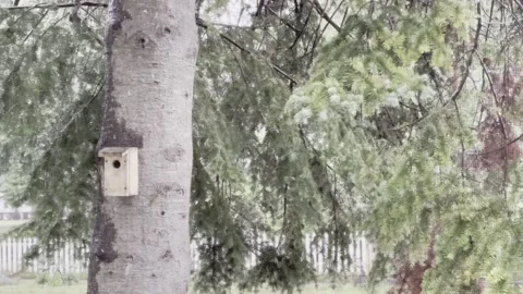 Backyard birdhouse in the Rain Stock Footage 156409248