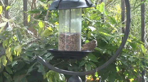 Backyard Birds 1 Video stock 8963011