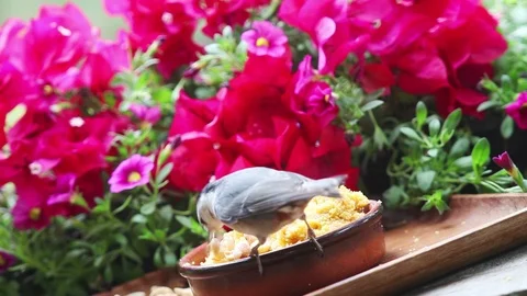 Backyard birds feed in garden setting Stock Footage 90189064