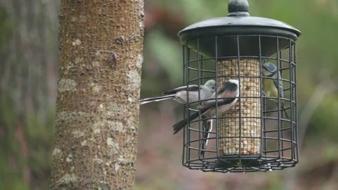 Backyard Birds: Flock of Long-Tailed Tits Eating Peanuts at Bird Feeder Vídeo Stock 276545206