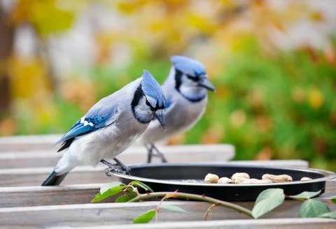 Backyard Bluejays Stock Photos