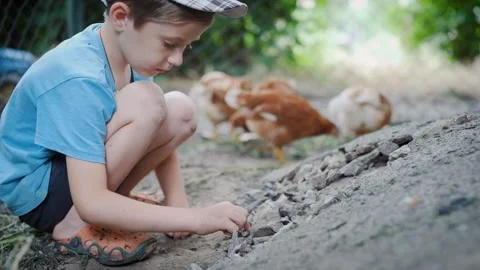 Backyard boy playing among the chickens Stock Footage 136084738