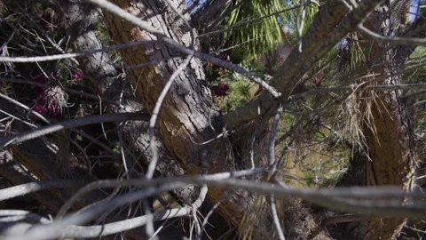 Backyard Branches Dolly HFR Stock-Footage 136629083