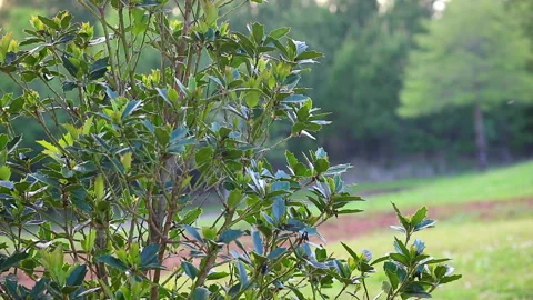 Backyard Breeze from Trees Stock Footage 273257794
