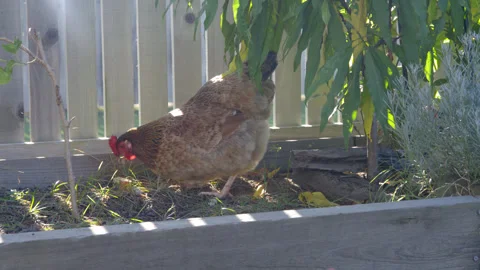 A backyard brown chicken eats apple core and runs away with it as another hen Stock Footage 340547814