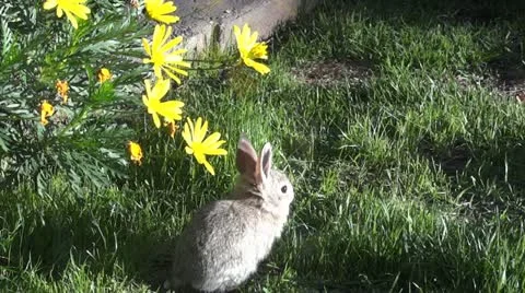 Backyard Bunnies 1 Video stock 10864936