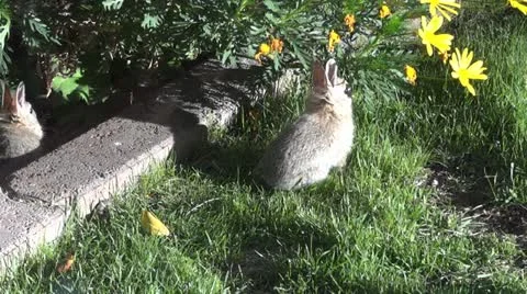 Backyard Bunnies 2 Video stock 10864971