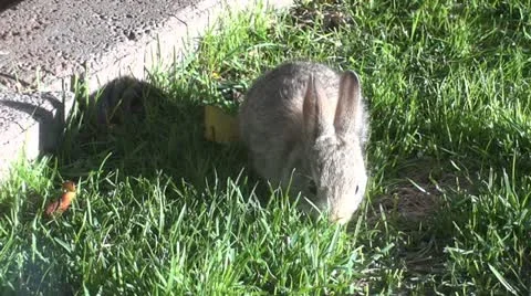 Backyard Bunny 1 Stock Footage 10864941