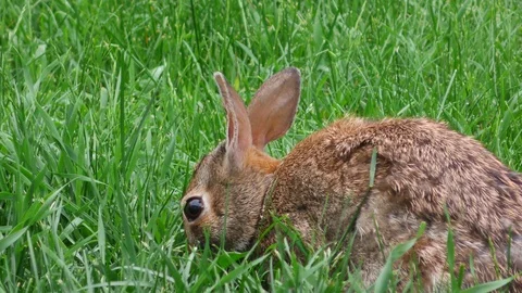 Backyard Bunny Rabbit Nibbling Grass Video stock 95183189