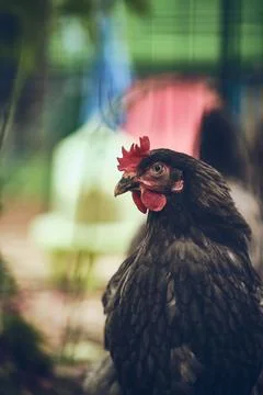 Backyard Chicken cooling off in the shade Stock Photos