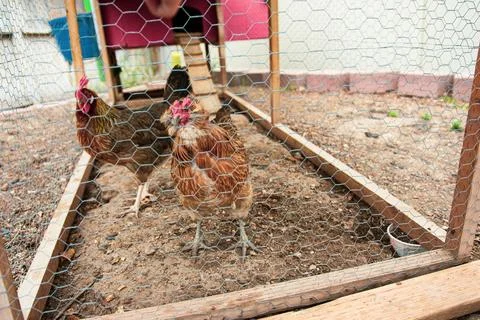Backyard chicken coop Stock Photos