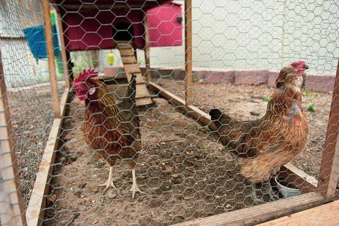 Backyard chicken coop Stock Photos