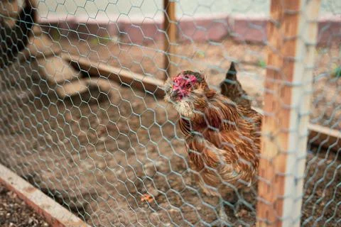 Backyard chicken coop Stock Photos