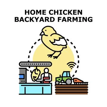 Backyard chicken farming process producing meat Stock Illustration