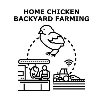 Backyard chicken farming process producing meat Stock Illustration