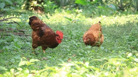 Backyard Chicken Feeding on Grass Stock Footage 98808378