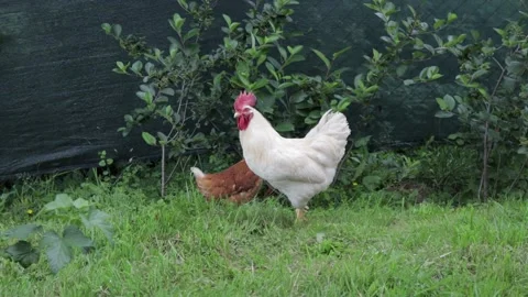Backyard Chicken Feeding On Grass Stock Footage 132689440