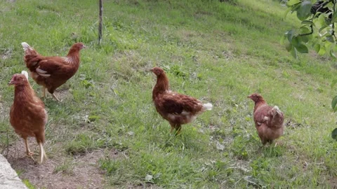 Backyard Chicken Feeding On Grass Stock Footage 132689568