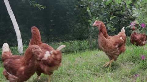 Backyard Chicken Feeding On Grass Stock Footage 132690320
