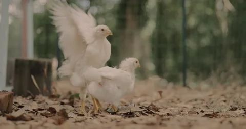 Backyard chicken flapping its wings in slow motion Stock Footage 131054283