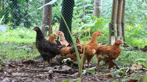 Backyard Chicken Stock Footage 92219178