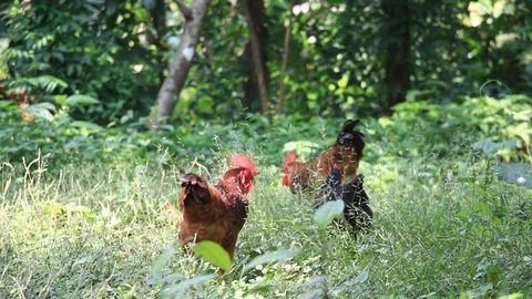 Backyard Chicken in Grass Field Stock Footage 97463918