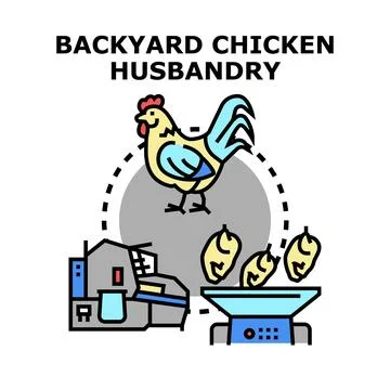 Backyard chicken husbandry process production cycle Stock Illustration