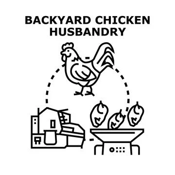 Backyard chicken husbandry process production cycle Stock Illustration