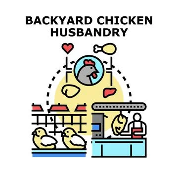 Backyard chicken husbandry vector concept diagram Stock Illustration