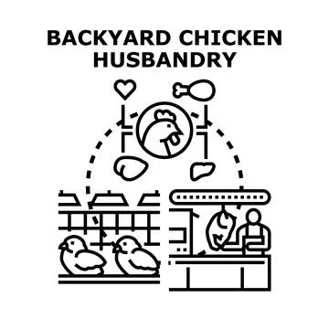 Backyard chicken husbandry vector concept diagram Stock Illustration