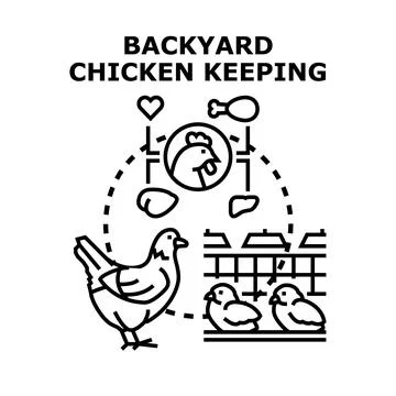 Backyard chicken keeping for egg and meat production Stock Illustration