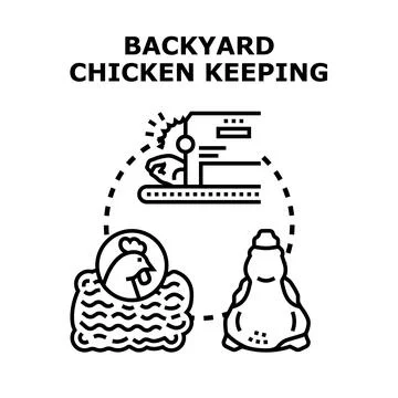 Backyard chicken keeping producing fresh eggs and meat 库存插图