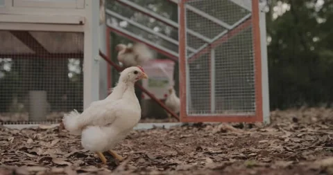 Backyard Chicken Pecking at Leaves on the Ground Outside of Small Coop Stock Footage 131054507