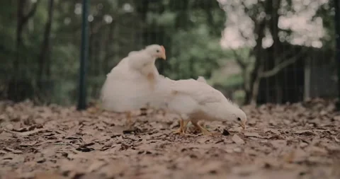 Backyard chicken is spooked and flies and flaps it's wings in slow motion Stock Footage 131054119