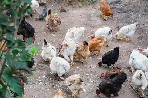 Backyard chickens of different colors roaming freely around a rural farm, f.. Stock Photos